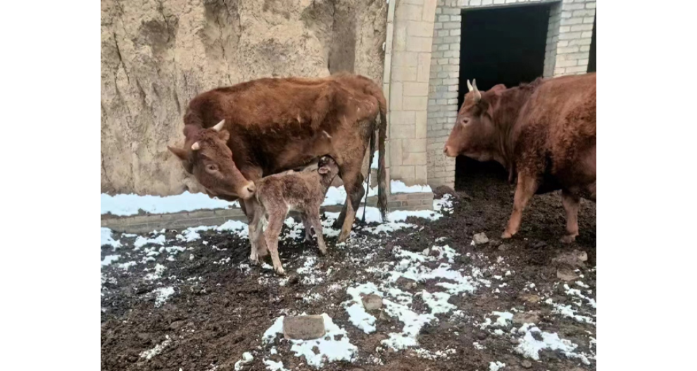 超吉牛牛肉鲜肉排名,超吉牛