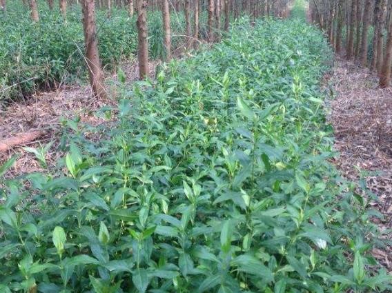 永安草珊瑚苗种植基地，欢迎前来考察合作