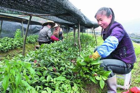 福建草珊瑚种苗基地，种苗品种齐全，低价供应