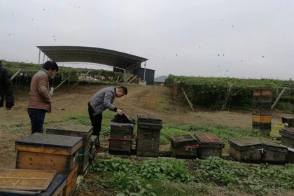 不同季节的蜜蜂养殖技术，黄平蜂蜡加工在线咨询