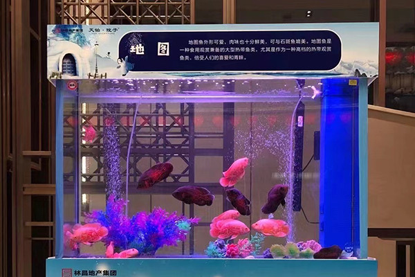 江苏出租海洋生物展，服务贴心，合您心意