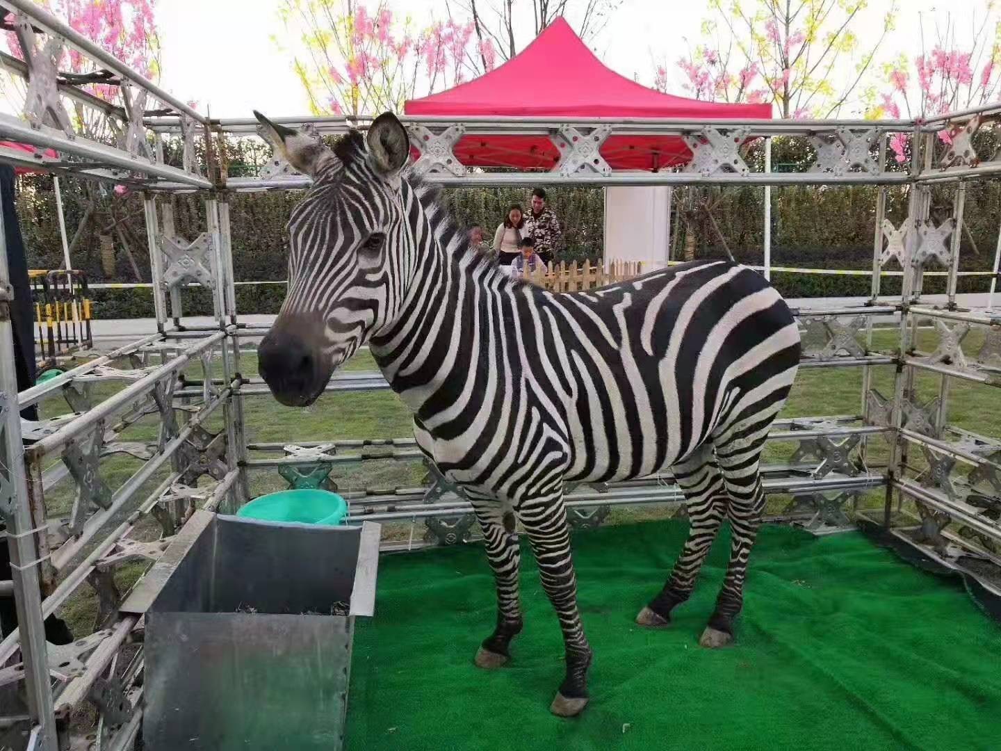 泰安海洋生物展租赁价格，深受广大客户好评