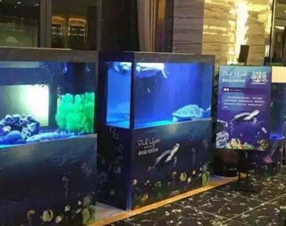 濮阳海洋生物展出租，给您满意的演出