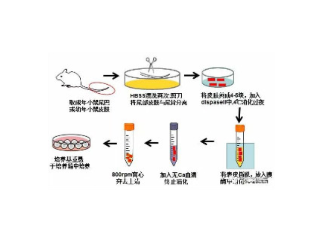 山东如何使用edu细胞增殖检测试剂盒评价,edu细胞增殖检测试剂盒