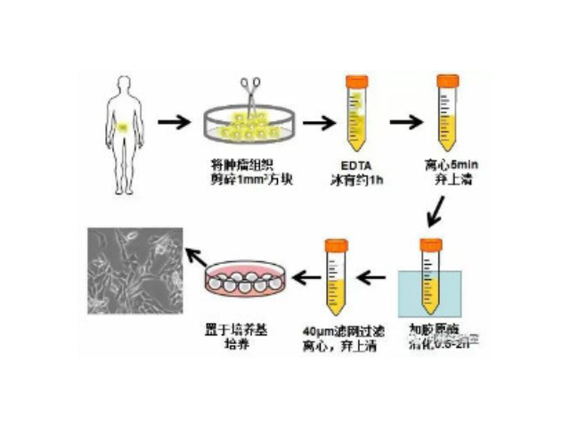 山东如何使用edu细胞增殖检测试剂盒评价,edu细胞增殖检测试剂盒