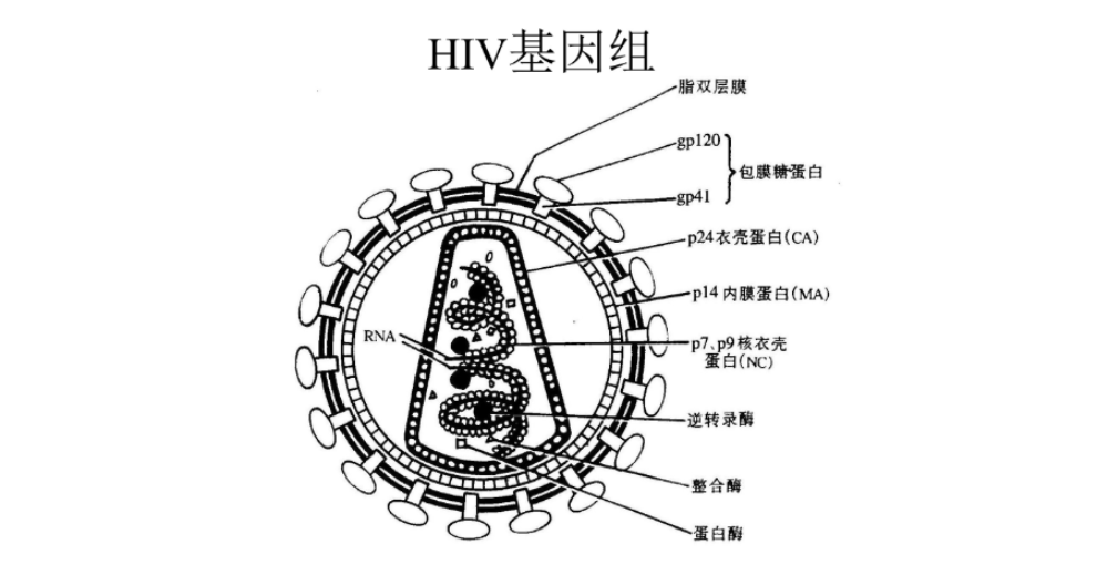 rna高通量测序找哪家,病毒全基因组测序